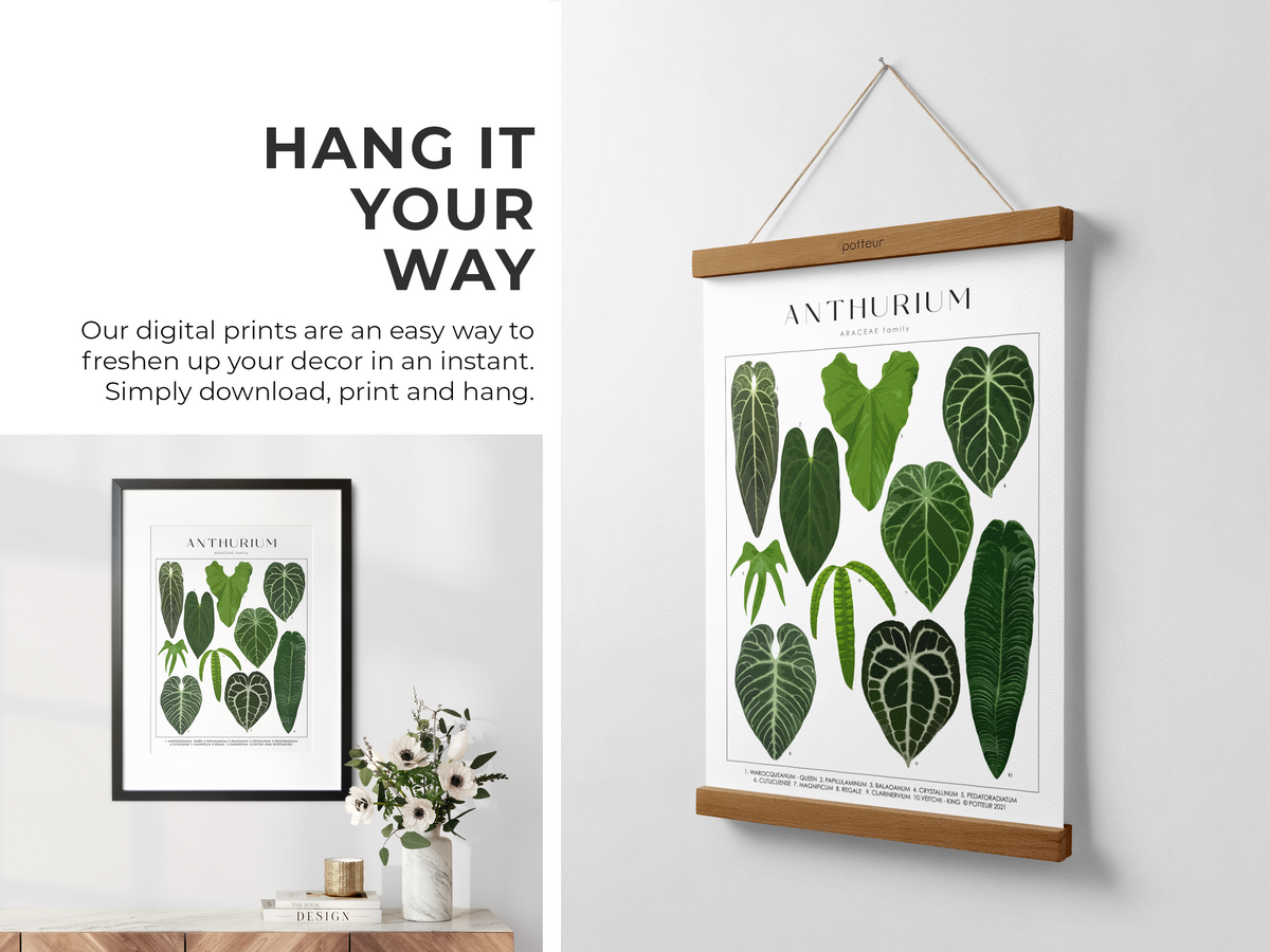 anthurium poster ANTHURIUM