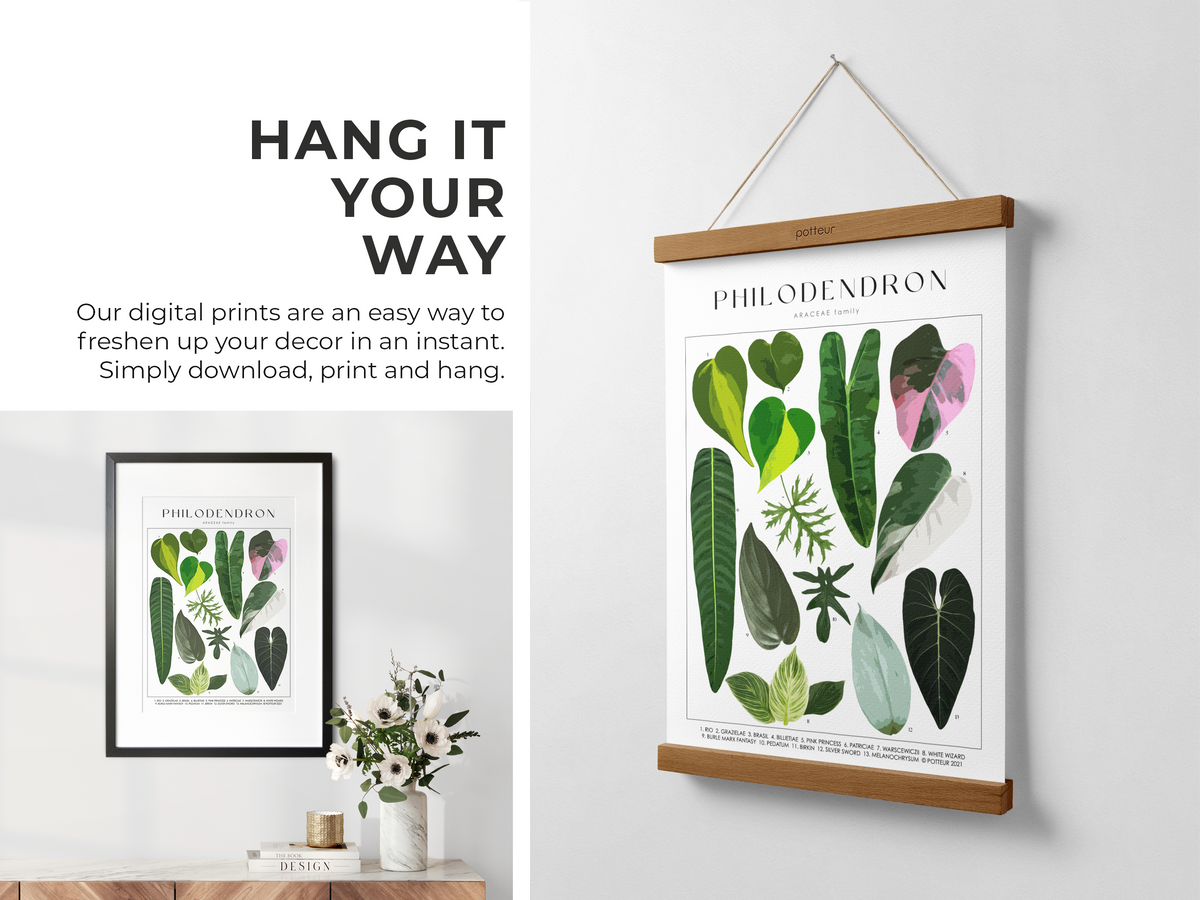 philodendron print PHILODENDRON