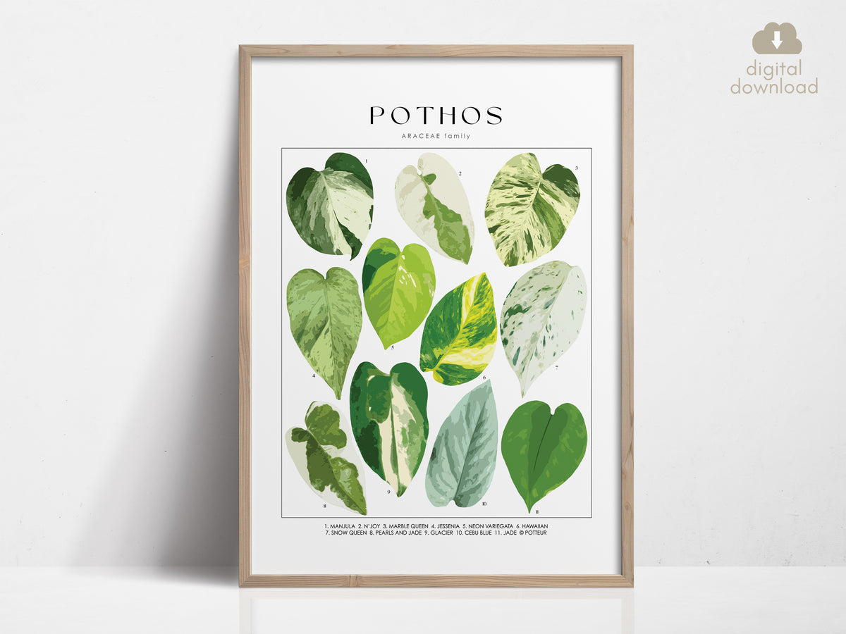 pothos art POTHOS