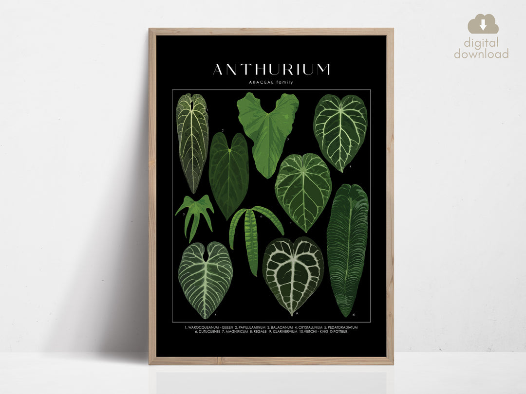 anthurium poster ANTHURIUM - Art Print
