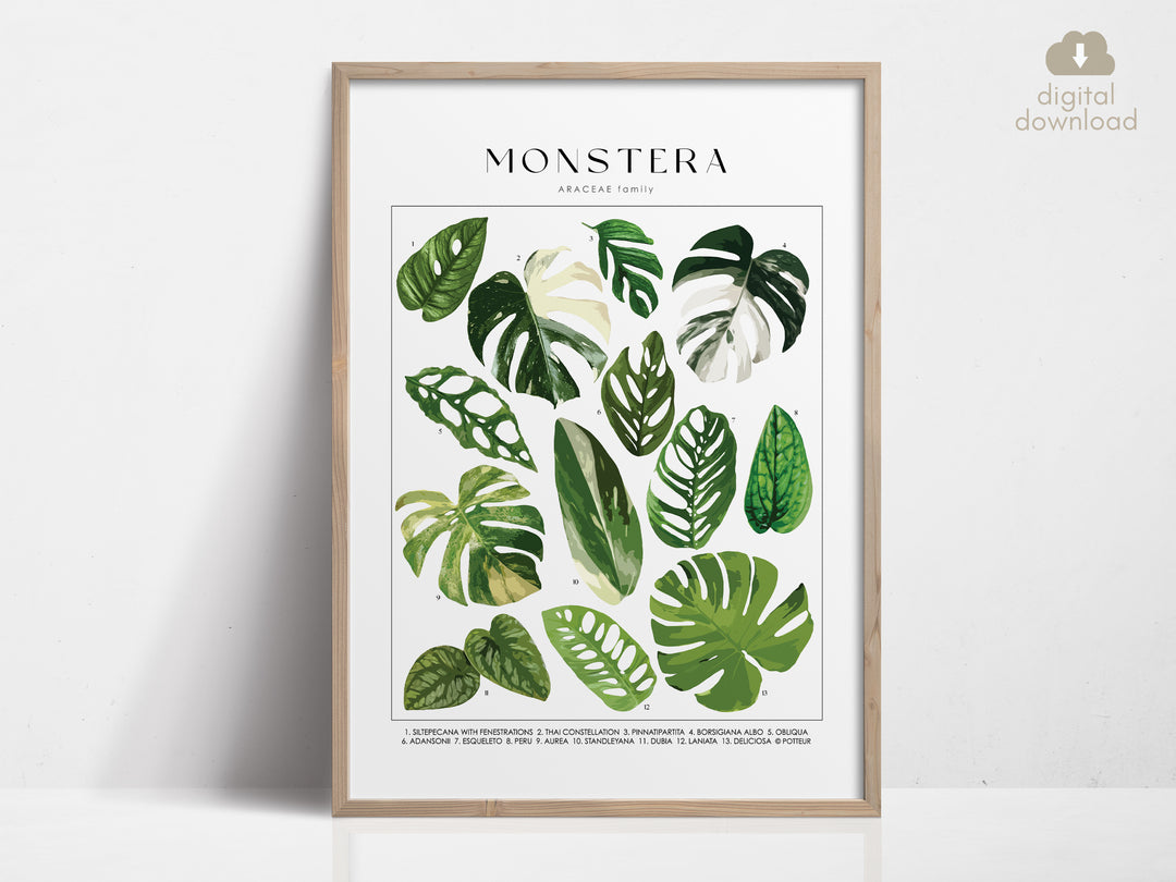 MONSTERA